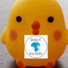 Yellow rubber duck with Daily Nation logo